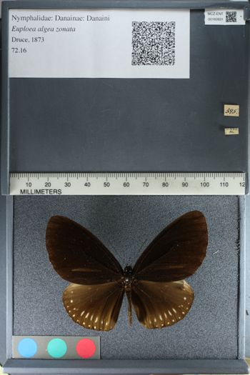 Media type: image;   Entomology 160931